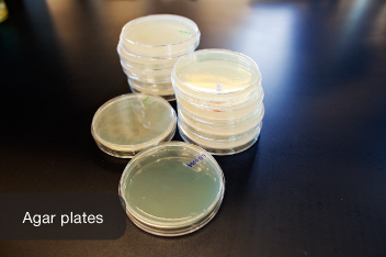 How to make agar plates from powder